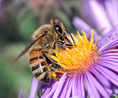 honeybees