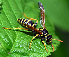 wasp